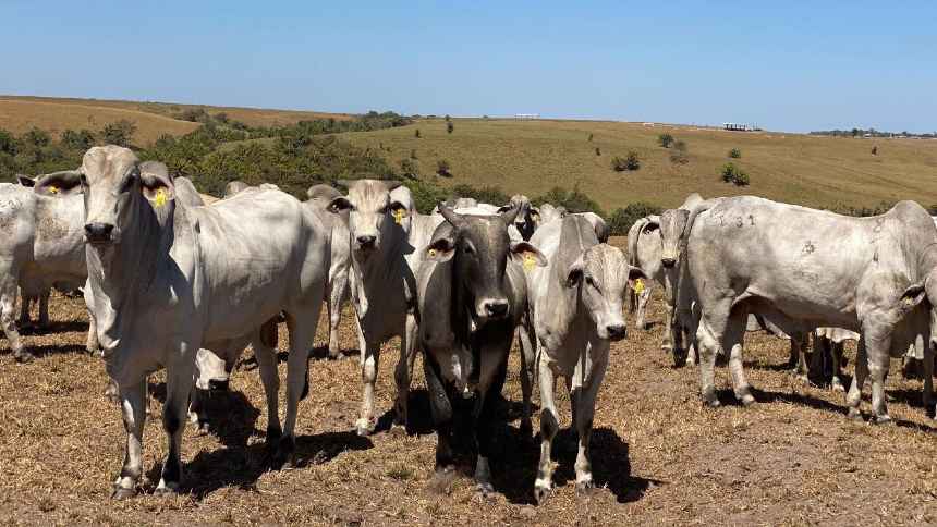 A “engorda” do Grupo LPCD para dobrar maior projeto de intensificação a pasto do País