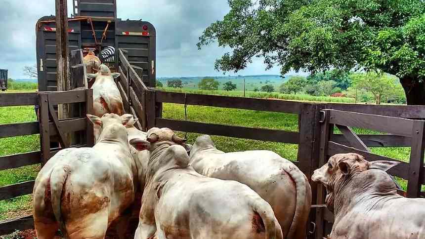 Os paradoxos da rastreabilidade na cadeia da pecuária de corte