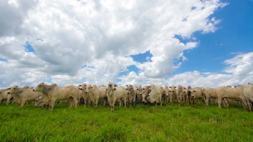 Dólares via “equity” e “barter Brasil-China”: a nova fase do plano de R$ 300 bi para conversão de pastagens degradadas