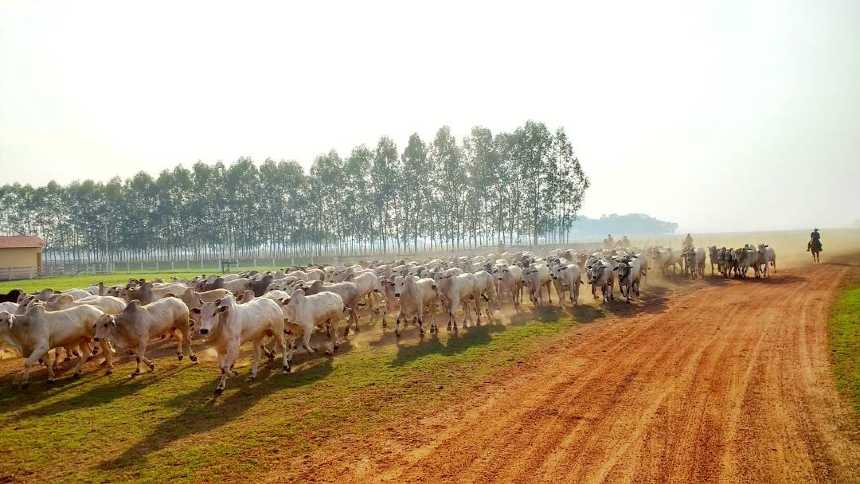 Entre bois e bagagens, empresário do turismo vira símbolo da pecuária no Tocantins