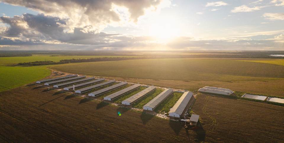 Da granja ao varejo, Nutribras fecha ciclo de R$ 500 milhões em busca da autossuficiência