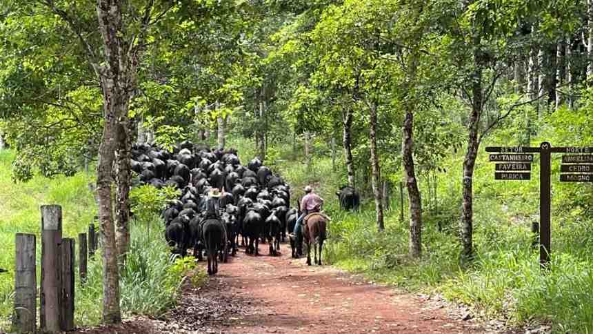 Produtores rurais do Pará se preparam para “agarrar pelo chifre” oportunidades trazidas pela COP 30