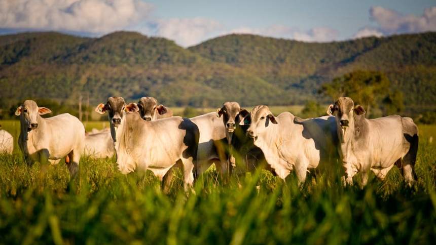 A quinta onda da pecuária brasileira