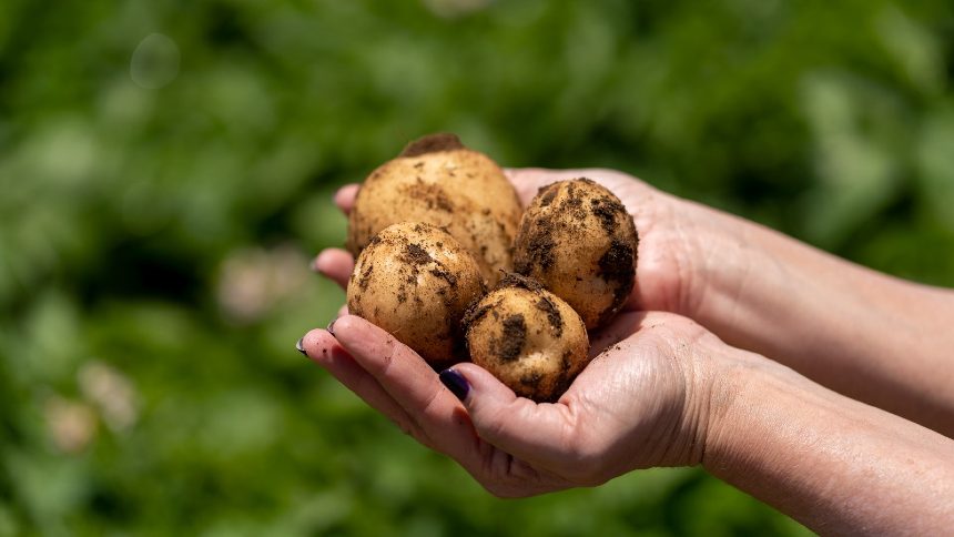 Batata frita de baixo carbono? PepsiCo e Yara expandem parceria global e lançam projeto no Brasil