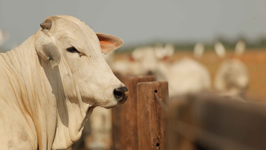 Melhor do que esperava até mesmo o mais otimista