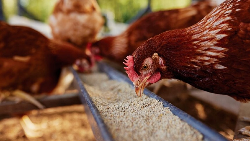 Da soja ao ovo, Bunge e Mantiqueira se unem em parceria comercial de baixo carbono