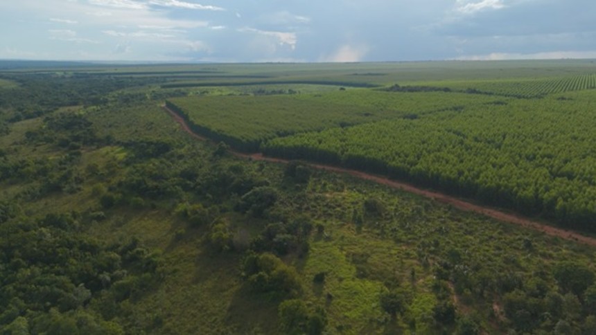 Com fundo de US$ 1 bi, braço florestal do BTG avança sobre o Cerrado brasileiro e tem plano de expansão
