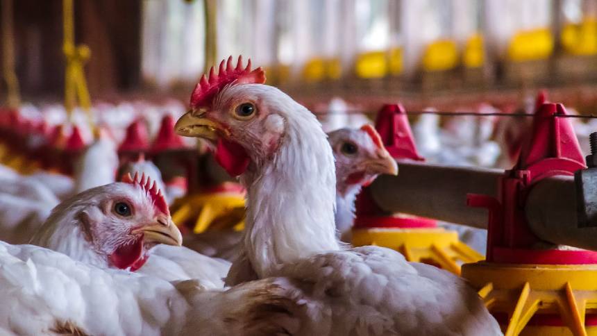 “Ano da influenza aviária” fecha positivo no mercado de aves e suínos. E ABPA prevê 2026 ainda melhor