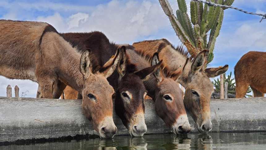Entre a cultura e os negócios, abate de jumentos alimenta polêmica no Sertão nordestino