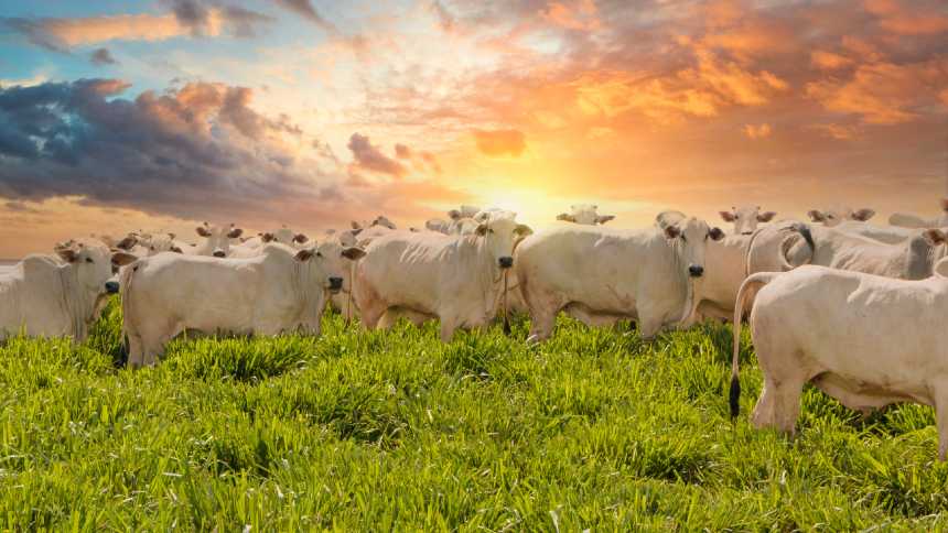 Recordes, liderança global e preços firmes movem pecuária de corte em um novo ciclo com sinais positivos