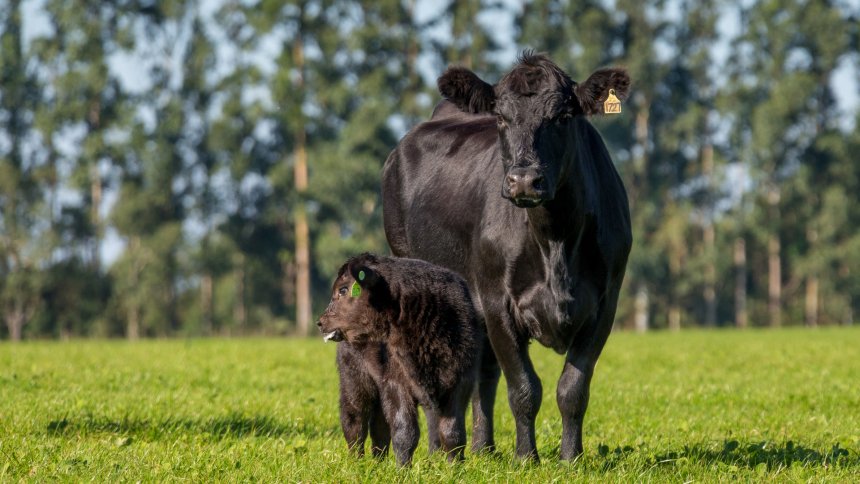 Em tempos de salvaguardas, carne Angus vê apetite para novo recorde na exportação