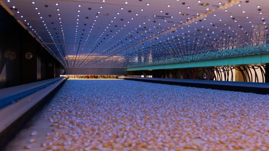 A luz que ilumina uma nova rota para Scheffer, GDM e TMG no melhoramento de sementes