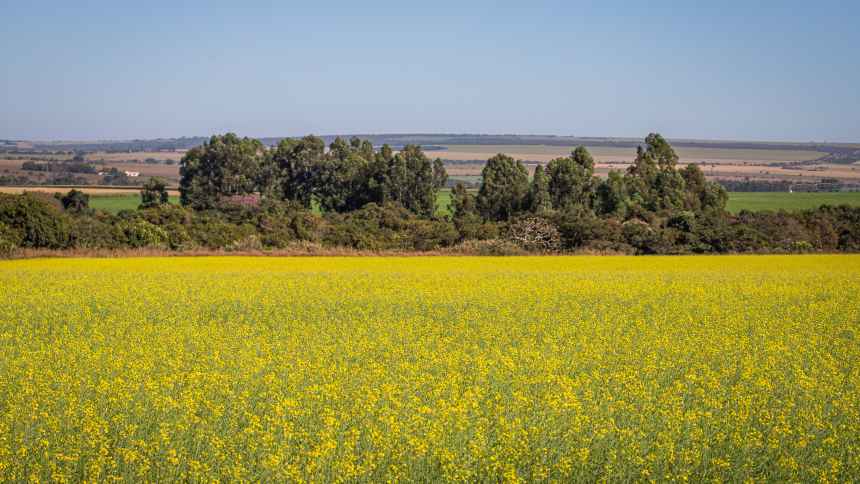 Pirataria, pouco investimento em fertilizantes, canola e mais: as tendências que movem o agricultor gaúcho