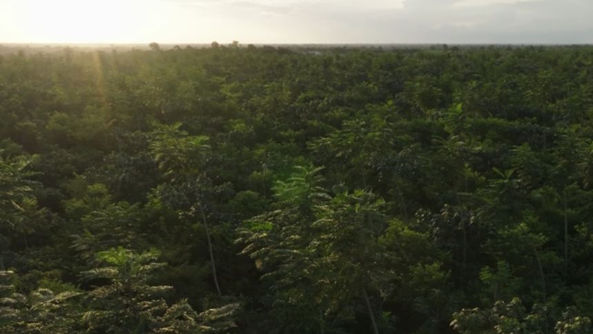 Com US$ 250 milhões para reflorestar, Mombak abre novo fundo e entra em fase de “hipercrescimento”