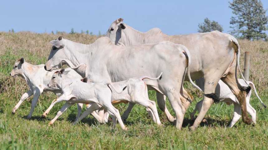 O grande segredo da pecuária brasileira