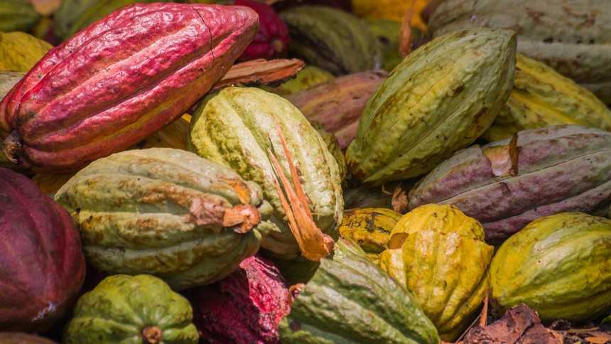 Cacau sai da sombra da cabruca e expõe-se ao sol em novas fronteiras, com multinacionais de olho