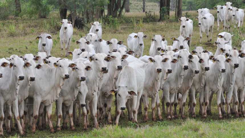 Ruídos que podem levar pecuaristas ao prejuízo