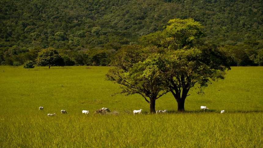 O efeito poupa-terra na pecuária