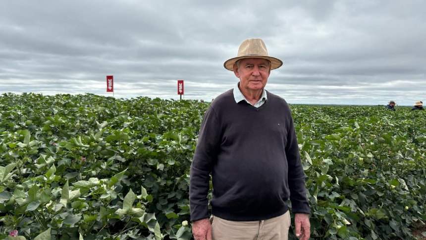 Na terra dos reis do algodão, é tempo de safra recorde e expansão de área