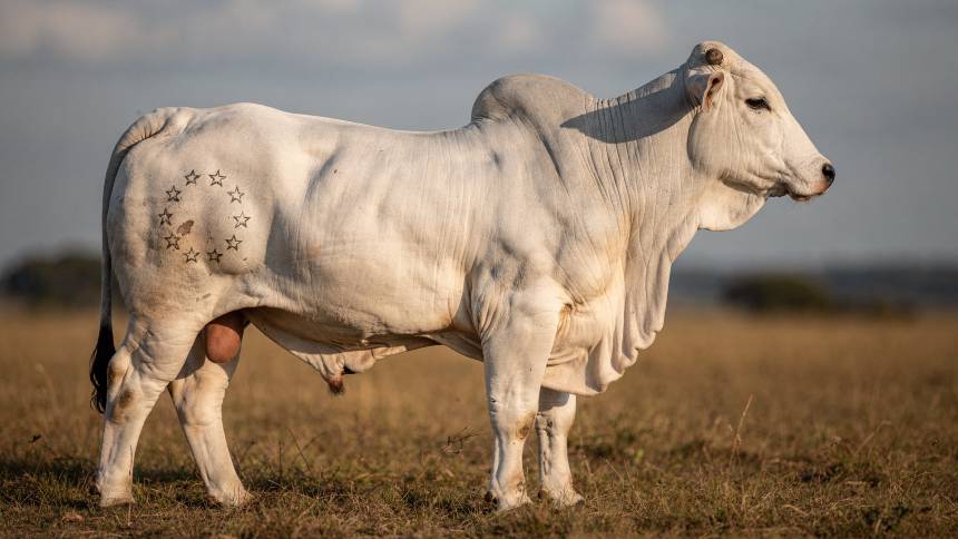 Do “Boi China” ao “Boi Europa”, indústria de saúde animal vive ciclo de crescimento e desafios estruturais