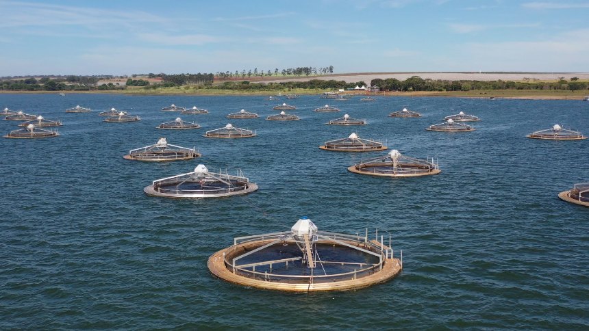 Com fundo holandês, Fisher tem plano para quintuplicar produção de tilápias