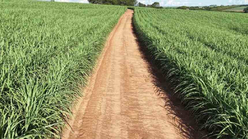 Na Beggio Lorenzo, agricultura regenerativa vem para destravar a produtividade da cana-de-açúcar