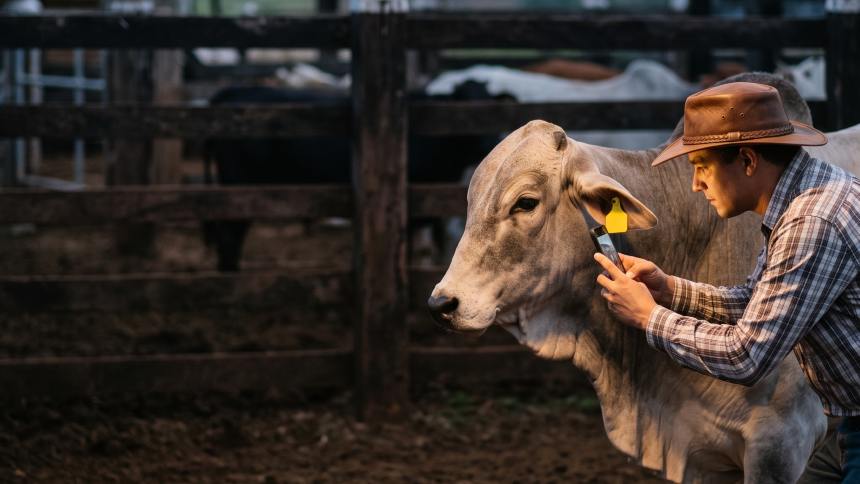 Iniciativa estatal em rastreabilidade poderia destravar exportações de carne à UE