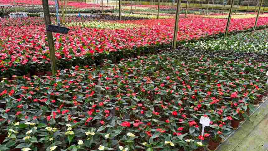 O “caminho das flores” do Veiling, de Holambra, para alcançar R$ 3 bi de receita até 2030